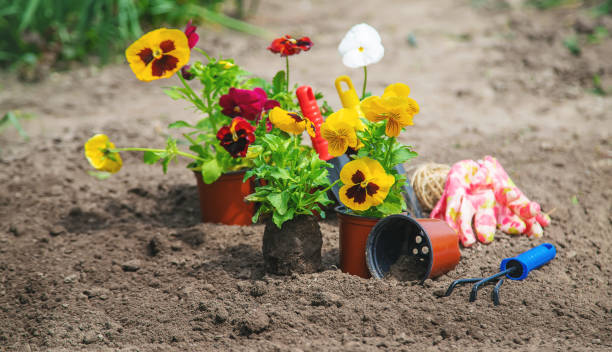istock Planting flowers in the garden. Selective focus. 1276638219