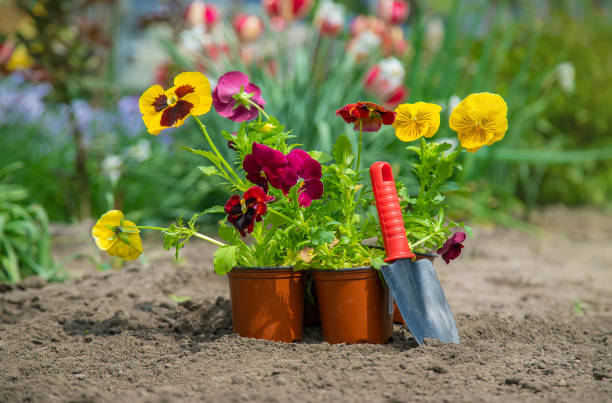 istock Planting flowers in the garden. Selective focus. 1276638228