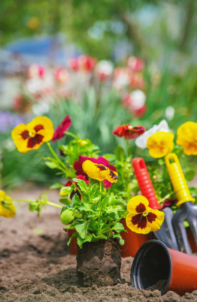 istock Planting flowers in the garden. Selective focus. 1276638247