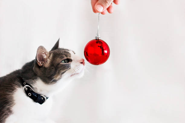 cat sniffing a red Christmas ball