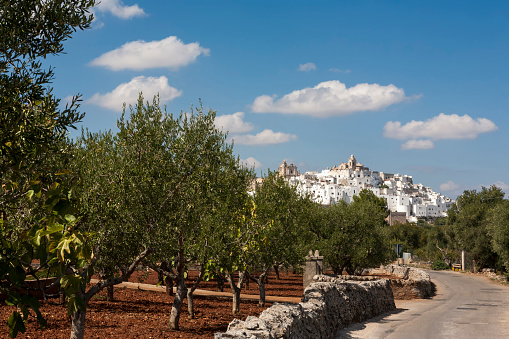 Ostuni is a city located about 8 km from the Adriatic coast, in the province of Brindisi, region of Apulia, Italy. The town is among the main tourist attractions in Apulia. It is surrounded by olive groves and vineyards, producing high quality olive oil and wine.