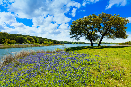 Beautiful bluebonnets along a lake in the Texas Hill Country.