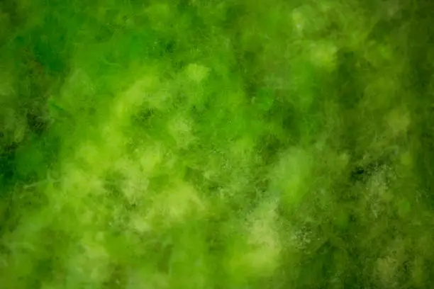 Photo of The moss in the swamp. Background and surface texture of Algae are a diverse group. Sea algae or Green moss stuck. Close-up green algae background. Rocks covered with green seaweed in ocean water.