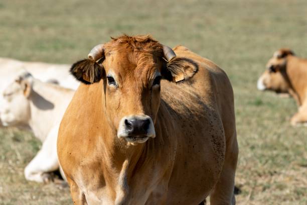 istock aubrac cow in pasture 1276641144