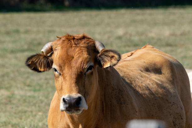 istock aubrac cow in pasture 1276641173