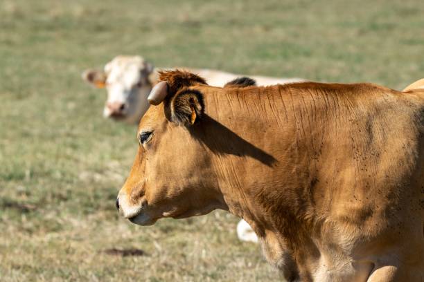 istock aubrac cow in pasture 1276641216