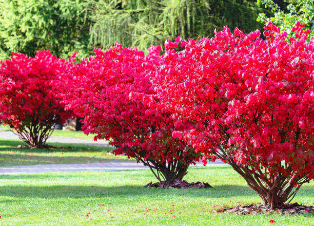 un fragment du parc d’automne . - burning bush photos et images de collection