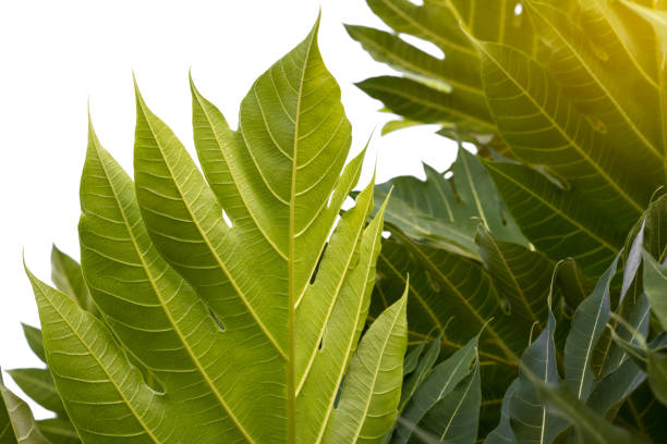istock Close-up fresh green leaves of breadfruit. 1276641652