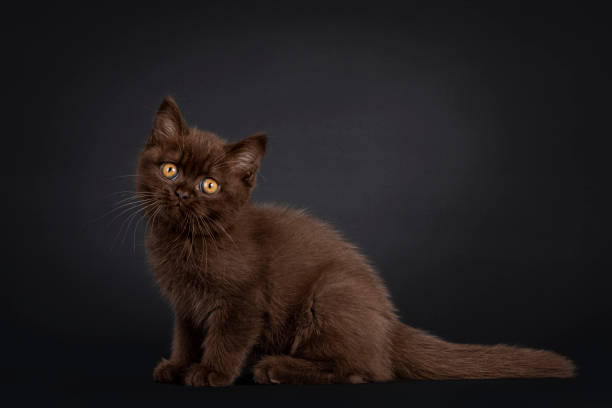 istock Cute British Shorthair cat on black background 1276642808