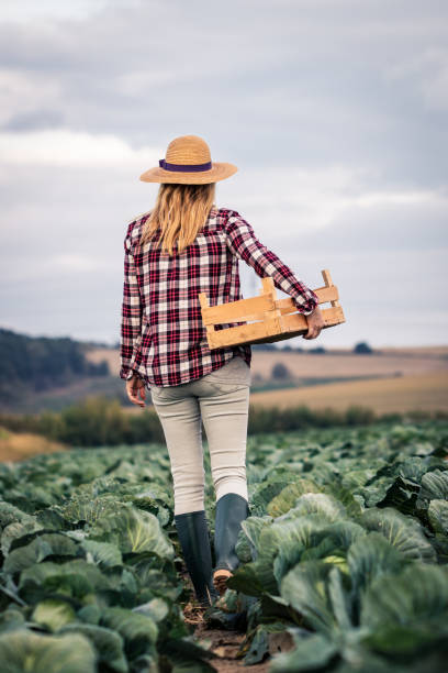 istock Farmer is ready for harvesting cabbage field 1276644356