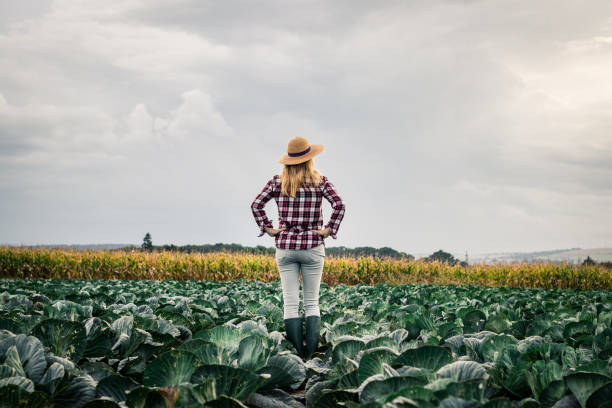 Proud farmer looking at agricultural field with cabbage vegetable