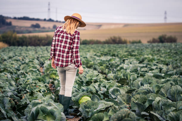 istock Female farmer is inspecting cabbage vegetable before harvesting 1276644363