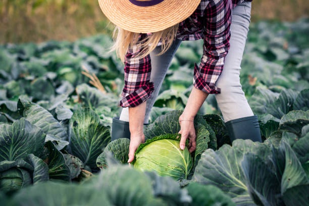 istock Farmer harvesting cabbage at field 1276645003