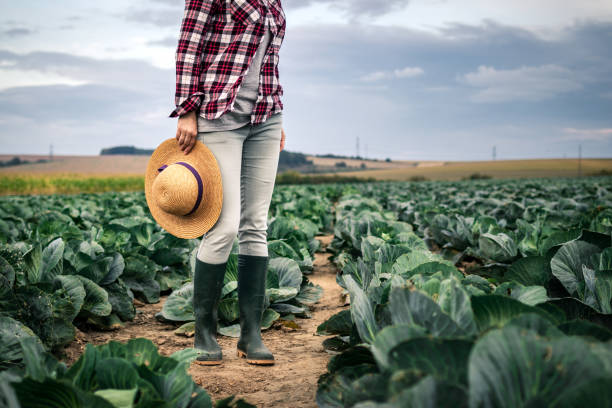 istock Farmer examining quality of cabbage vegetable before harvest 1276645079