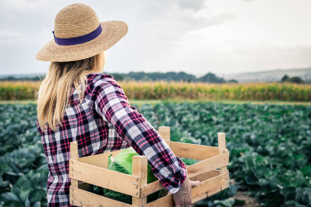 istock Woman harvesting cabbage at vegetable field 1276645082