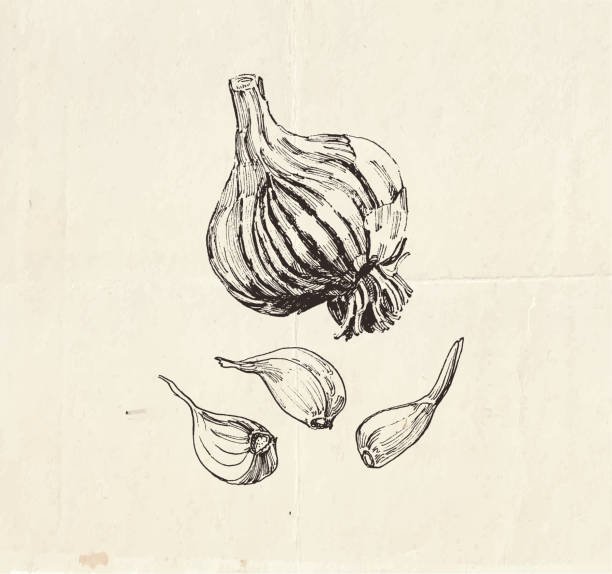istock Detailed drawing of garlic bulb with cloves 1276645616