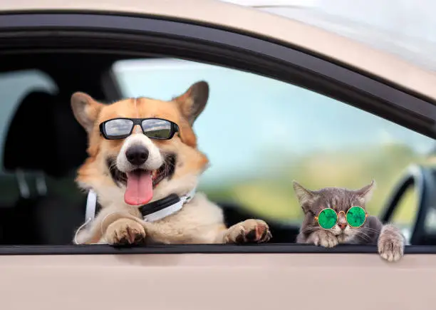 trendy Corgi dog and a tabby cat in sunglasses poked their muzzles and paws out of the window of a passing car during the ride