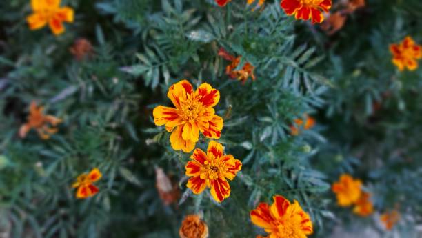 istock Tagetes flowers in the garden 1276646936