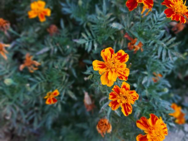 istock Tagetes flowers in the garden 1276646940