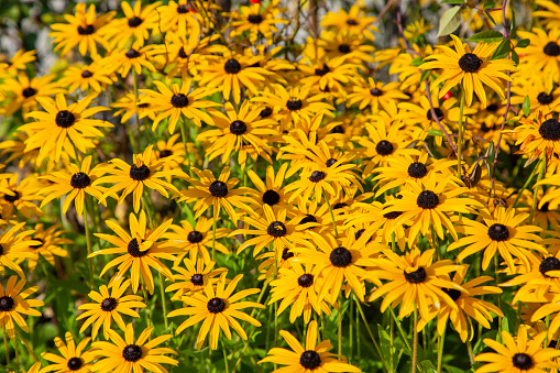 Flower meadow with yellow coneflower flowers