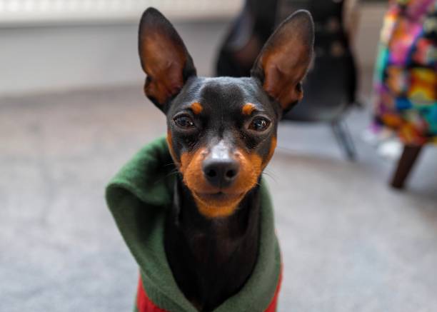 istock Dog in a hoody 1276647743