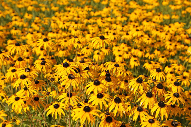 istock Sun hat Rudbeckia fulgida deamii 1276648053