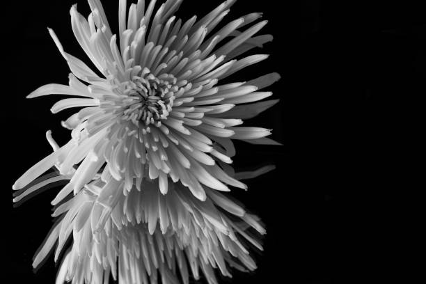 istock Chrysanthemum Flower in Black and White 1276648465
