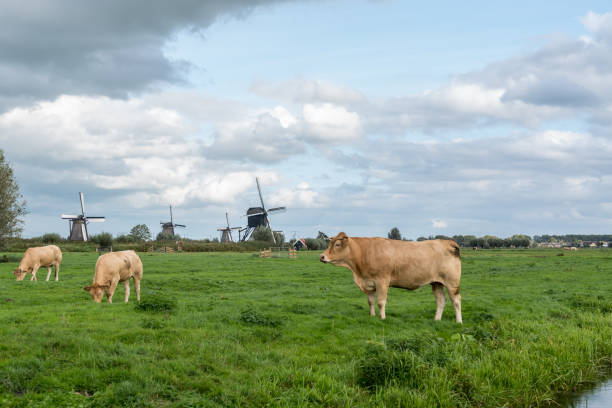 istock Cow on the meadow with windmills 1276650553