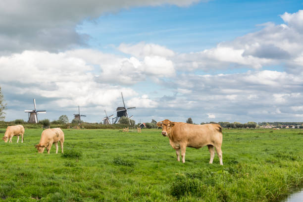 istock Cow on the meadow with windmills 1276650559
