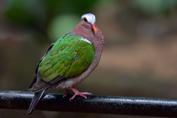 istock Asian emerald dove with sharp details whle perching on black pipe in low light and noise appearance 1276650804