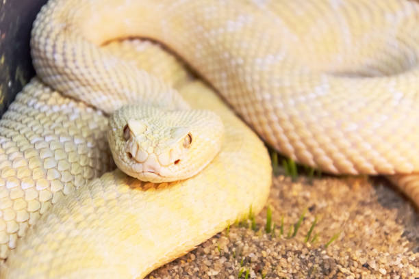 istock White rattlesnake during the hunt, ready to make a throw on the victim. 1276652058