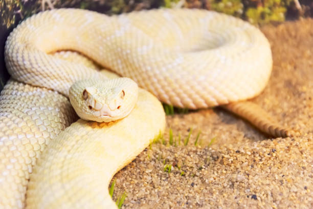 istock White rattlesnake during the hunt, ready to make a throw on the victim. 1276652066