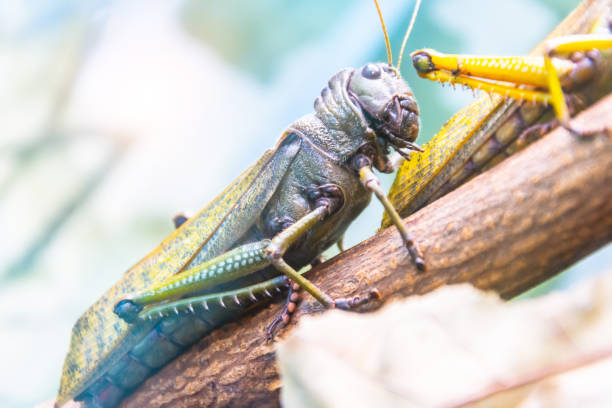 gafanhoto gigante verde fica em folhas de plantas agrícolas, pragas de cultura. - giant grasshopper - fotografias e filmes do acervo