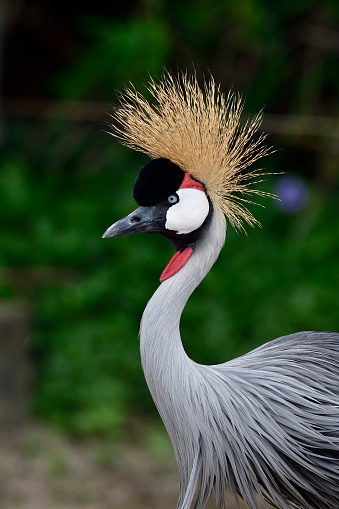 portrait shot of beautiful golden crown blue eyes  white cheek and red hood bird, African Grey Crowned Crane