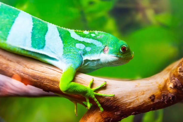 istock Striped green lizard on the tree in the forest. 1276652076