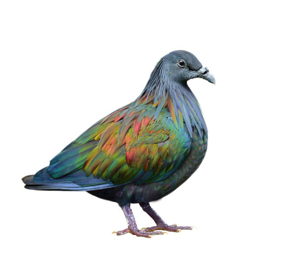 istock fascinated wild green bird isolated on white background details from head, face, wing, tail to legs 1276652293