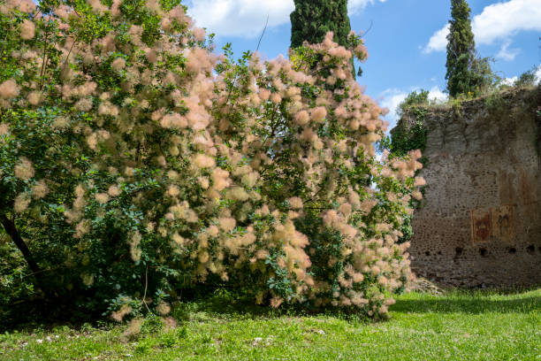 Garden of Ninfa and ruins of the medieval city Ninfa in Italy in the province of Latina. Most beautiful and romantic gardens in the world. European smoketree o Cotinus Coggygria (Albero della Nebbia). smoke bush blooming stock pictures, royalty-free photos & images