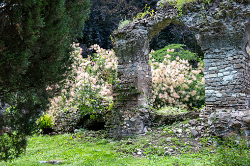 Most beautiful and romantic gardens in the world. European smoketree o Cotinus Coggygria (Albero della Nebbia).
