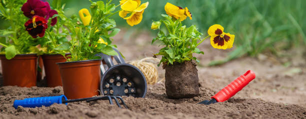 istock Planting flowers in the garden. Selective focus. 1276654806