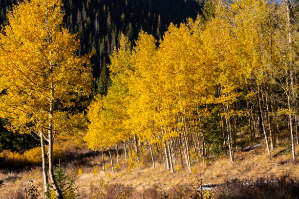 istock Autumn on Anne-Marie Falls Trail 1276656009