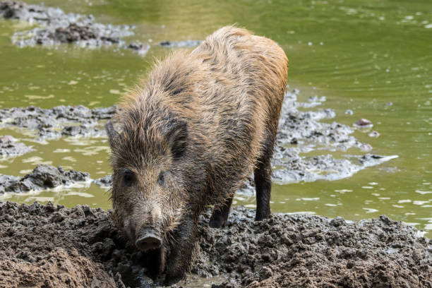 istock Wild boar (Sus scrofa) juvenile foraging in the mud along muddy lake shore 1276656218
