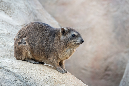 Rock hyrax / dassie (Procavia capensis) sitting on rock, native to Africa and the Middle East