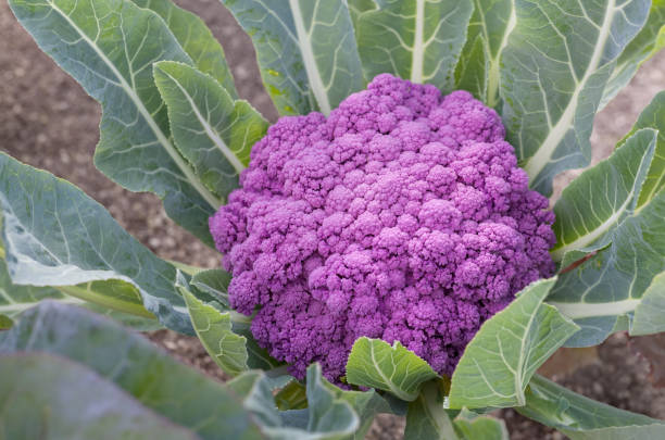 fioletowy kalafior - purple cauliflower zdjęcia i obrazy z banku zdjęć