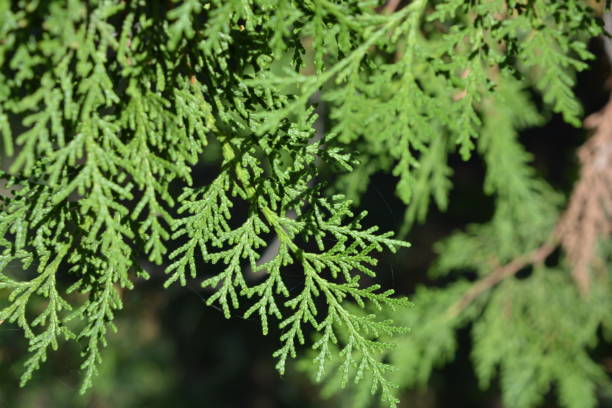istock Exquisite leaves, needles, thuja branches with cones illuminated by the autumn sun. 1276657895