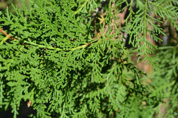 istock Exquisite leaves, needles, thuja branches with cones illuminated by the autumn sun. 1276657908
