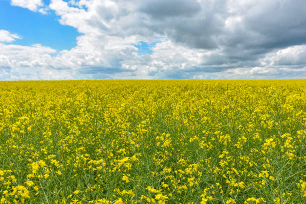 istock yellow rapeseed field, yellow rapeseed field 1276658662