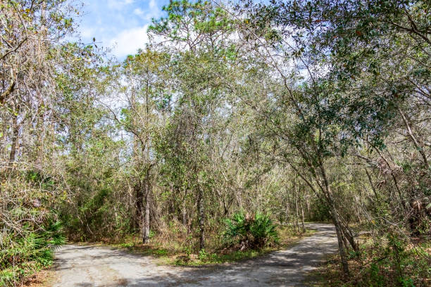 istock Which way should I choose to go when I get to this Fork in the Road while navigating through the Woodlands of Life? 1276660968