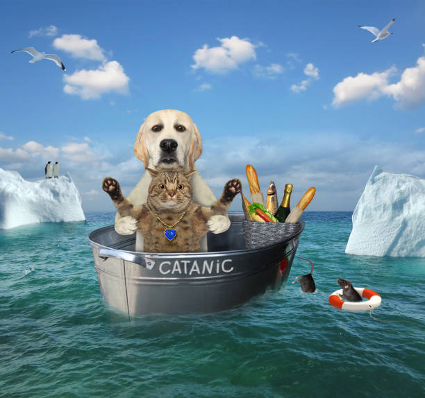istock Dog with cat drifting in washtub 2 1276661401