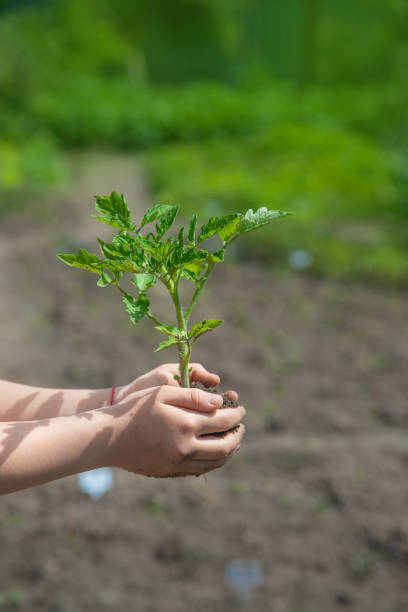 istock The child plants tomatoes in the garden. Selective focus. 1276662291