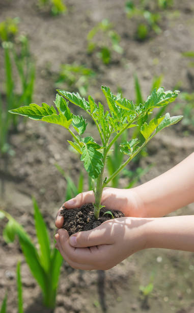 istock The child plants tomatoes in the garden. Selective focus. 1276662296
